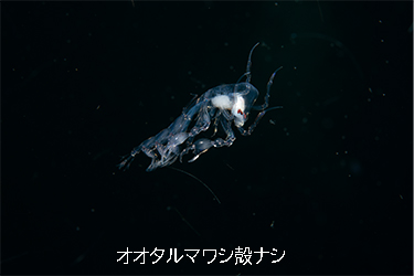 魚っとこ水族館presents 中村宏治×荒俣宏 トークショー｜角川