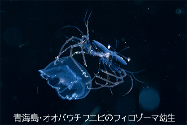 【中古】 生きる極意 ある武道修行者が到達した生命の水脈/潮文社/野中日文 生きる極意: ある武道修業者が到達した生命の水脈 | 野中 日文