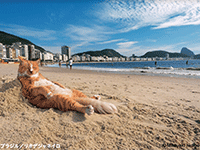 写真展「岩合光昭の世界ネコ歩き2」